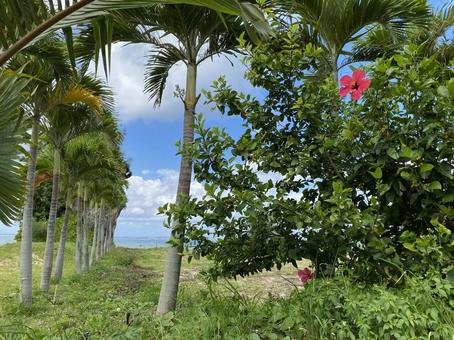 🌸 요기 공원(요기코엔) 이미지 8